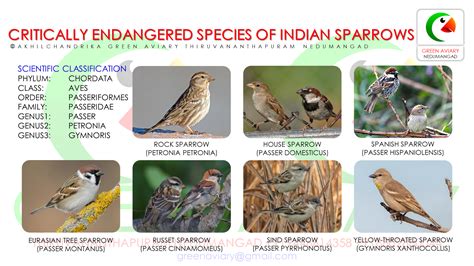 Critically Endangered Species Of Indian Sparrows Critically