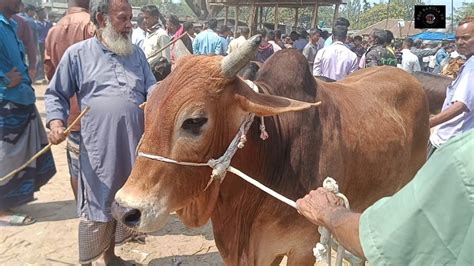 আজ ৭ মার্চ২৪ রানীরবন্দর হাটে কুরবানির মাংসের ওজনে দাঁতালো দেশি জাতের ষাঁড় গরুর কেনা বেচা