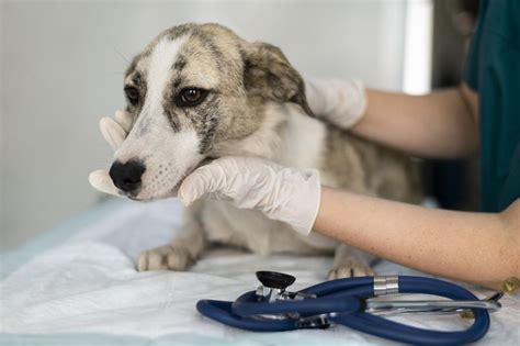 Qué es mejor esterilizar o castrar a un perro Beagle Spain Tu Web