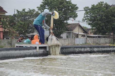 Menyorot Pentingnya Biosekuriti Dan Biodiversiti Pada Budidaya Udang