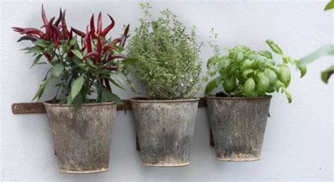 10 Cara Membuat Vertical Garden Sendiri Pinhome