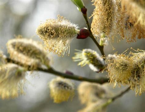 Premium Photo Pussy Willow Twigs