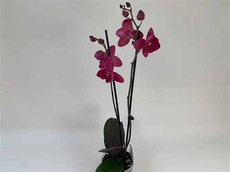 Phalaenopsis Parvarotti Peloric Rispen Orchideen Wichmann