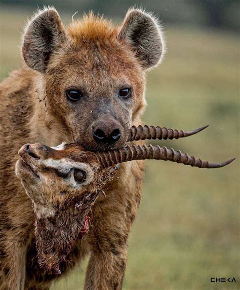 Spotted hyenas are social mammals and live in structured groups, called