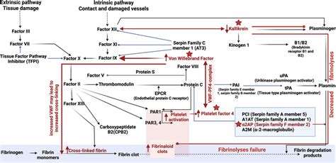 The coagulation pathway to demonstrate the areas of action of the... | Download Scientific Diagram