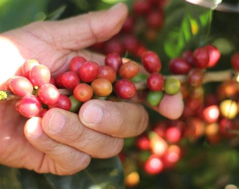 From Bean To Cup The Fascinating Story Of Exotic Coffee The Regional