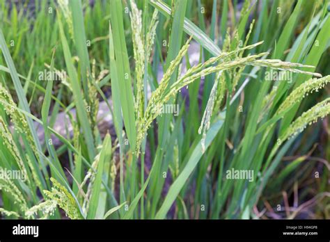 Terraced Paddy Field Hi Res Stock Photography And Images Alamy