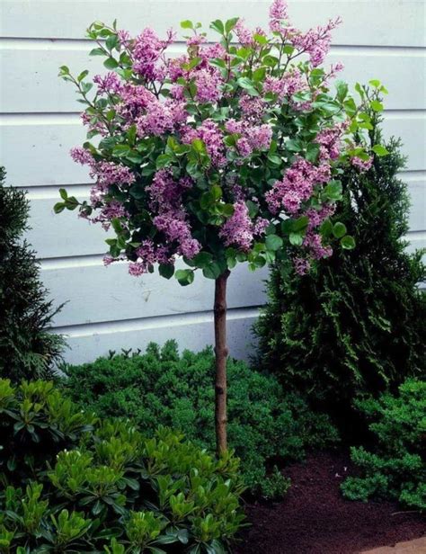 Beautiful Dwarf Lilac Trees For Your Garden Lilac Tree Dwarf Lilac Tree Lilac Trees