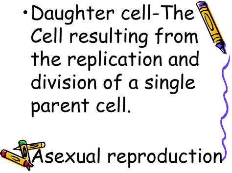 The Cell Cycle Ppt Download