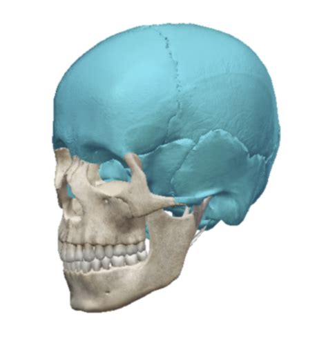 Axial Skeleton Flashcards Quizlet