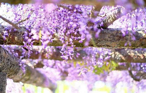 Wallpaper Light Flowers Garden Support Inflorescence Lilac Bokeh