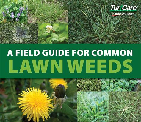 Florida Weeds A Comprehensive Guide To Identifying And Managing Common Weeds In Florida