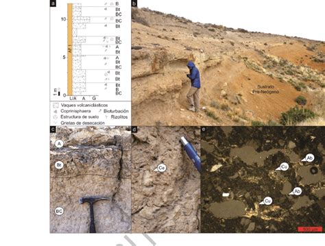 Características sedimentológicas de la AF1 A Perfil sedimentológico