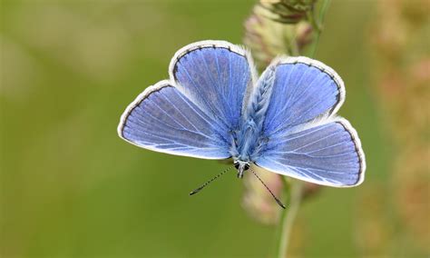 Common Blue | Butterfly Conservation