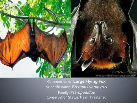 Bats of the Philippines: Family Pteropodidae and Rhinolophidae