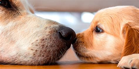 C Mo Calcular La Edad De Los Perros Purina Argentina