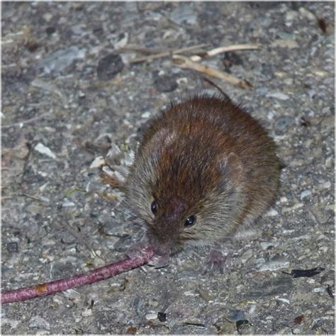 Southern Red Backed Vole Found To Be A New Intermediate Host For A