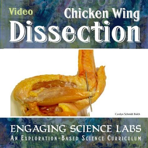 Bones And Muscles And Tendons Study Chicken Wing Dissection Video