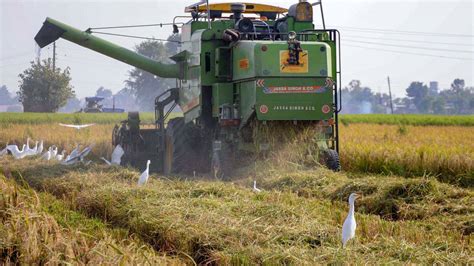 Msp Procurement Of Kharif Paddy Begins Immediately In Punjab And