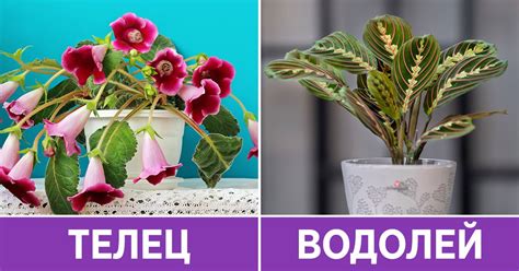 Цветы по знаку зодиака: какие комнатные растения нужны для счастья