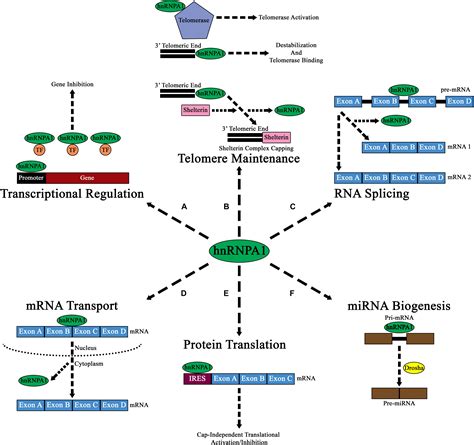 Frontiers A Comprehensive Analysis Of The Role Of Hnrnp A Function