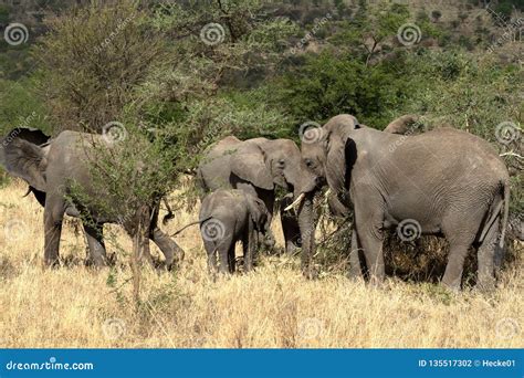 Elephants in the Serengeti stock photo. Image of poacher - 135517302