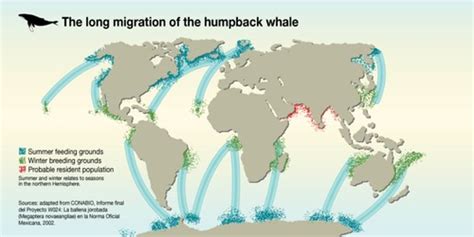 The Long Migration Of The Humpback Whale Grid Arendal