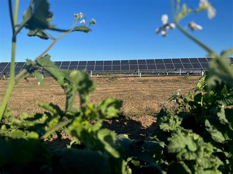 Agrivoltaic Agrivoltaic Farm At Oregon State University S Flickr