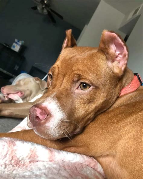 Red Nose Pitbulls With Blue Eyes