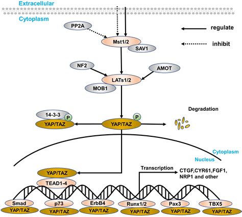 Hippo Yap Pathway