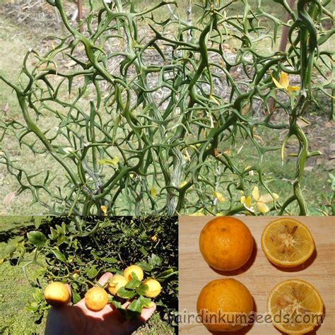 Poncirus Trifoliata Monstrosa Flying Dragon Citrus Seeds Fair Dinkum