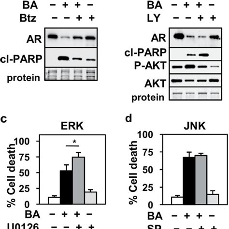 Ups But Not Akt Erk Or Jnk Inhibition Blocks Ba Decrease Of Ar In