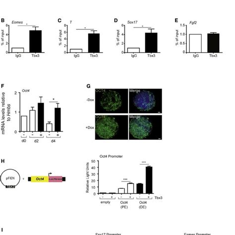 TBX3 Expression In Developing Mouse And Xenopus Embryos A Tbx3 Blue