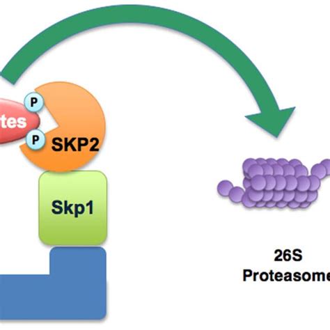 Illustration Of The SCFskp2 Complex The SCF Skp1Cullin1F Box E3