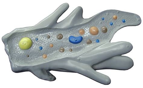 Unit 3 Amoeba Model Diagram Quizlet