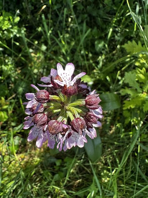 Lady Orchid From Pelouses Et Vallons Forestiers Du Rupt De Mad