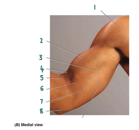 Surface Anatomy Of Arm And Forearm Flashcards Quizlet