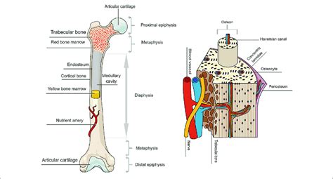 An Overall Schematic Representation Of Long Bone Structure