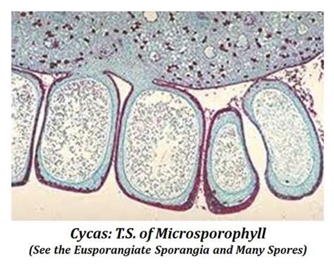 Cycas Reproduction Structure Of Male Cone Microsporophyll And