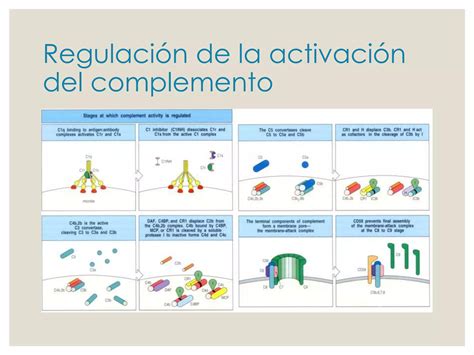 Sistema De Complemento 8