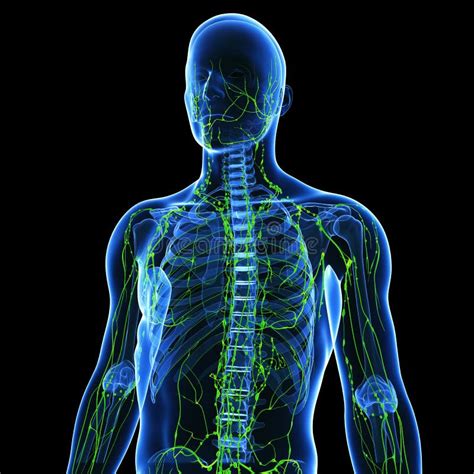 Lymphatic System Royalty Free Stock Image Image