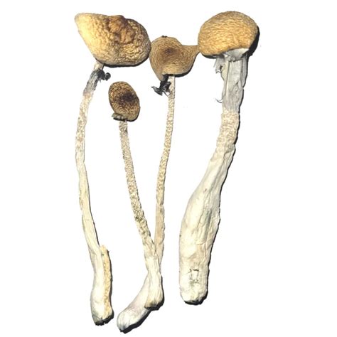 Treasure Coast Mushrooms Treasure Coast Magic Mushrooms Magic