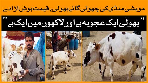 Northern Bypass Maweshi Mandi Ki Sab Sy Choti Cow Karachi Maweshi