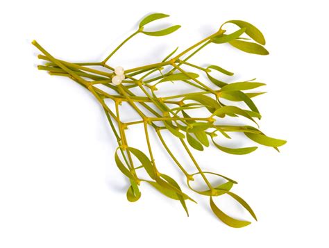 European Mistletoe Leaf Benefits – Strauss Naturals USA