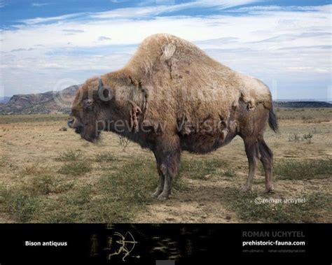 Bison Antiquus Ancient Bison Extinct Animals Prehistoric Wildlife