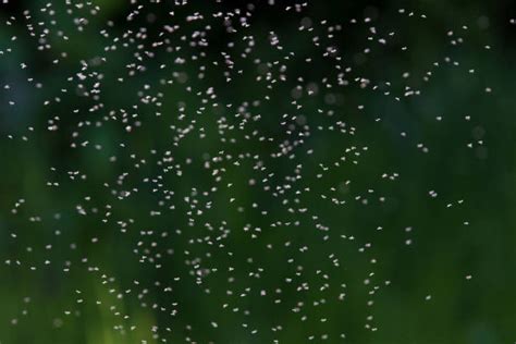 140 Gnat Swarm Stock Photos Pictures And Royalty Free Images Istock