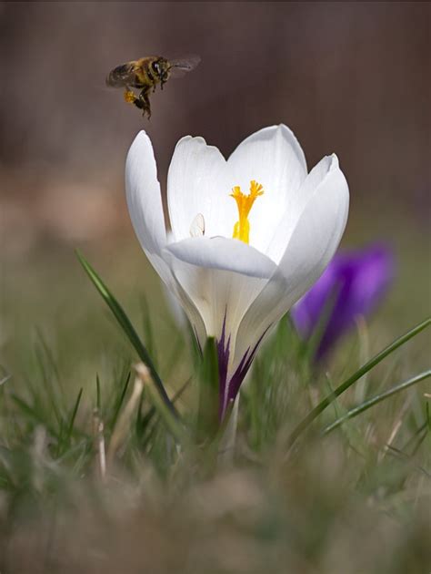 Crocus Bee Honey Free Photo On Pixabay Pixabay