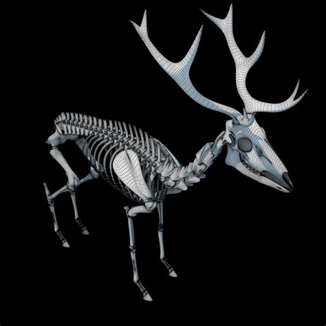 max deer skeleton