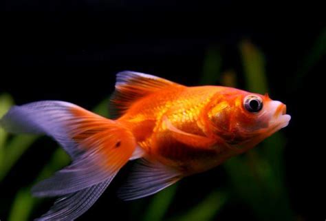 Fin Rot Goldfish: Causes, Treatment, And Prevention 101, 45% OFF