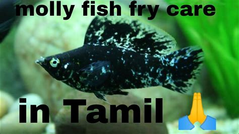 Molly Fish Fry Care In Tamil Molly Series Youtube